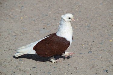 Similar image 11331789