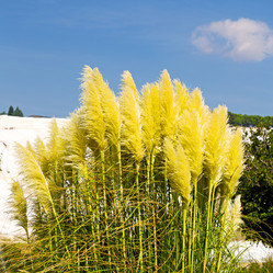 Similar image 10964061