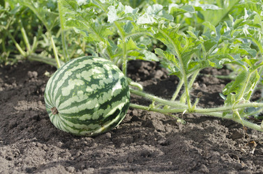 Similar image 10964656