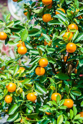 Similar image 11046600