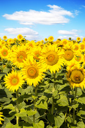 Similar image 11279497