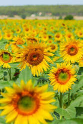 Similar image 11142665