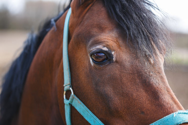 Similar image 11137281