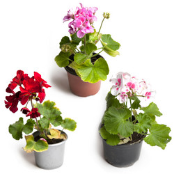 Similar image 11123096