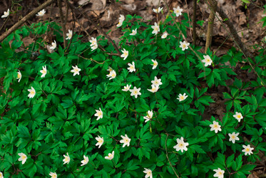 Similar image 11136120