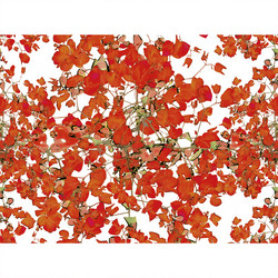 Similar image 11136407