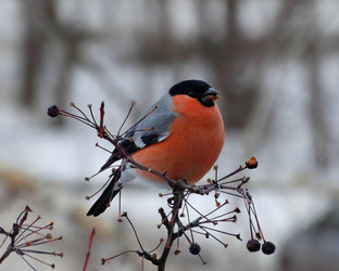 Similar image 11137221