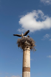 Similar image 11137315