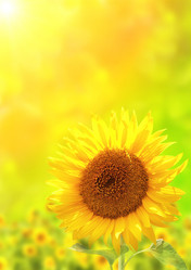 Similar image 11138161