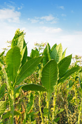 Similar image 11136880