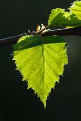 Similar image 11136927