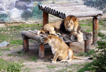 Similar image 11137559