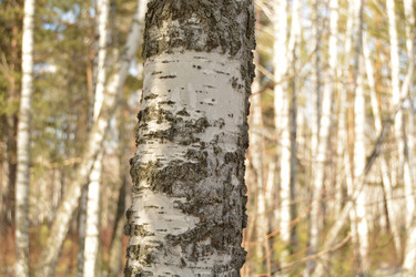 Similar image 11148151