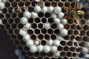 Similar image 11330949