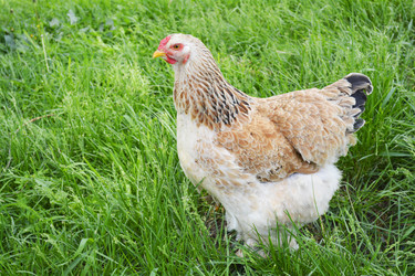 Similar image 11182576