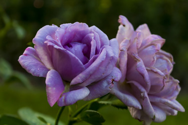 Similar image 11276716