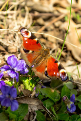 Similar image 11276720