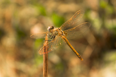 Similar image 11276732