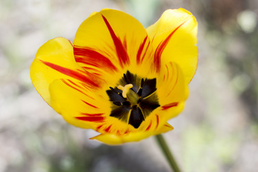 Similar image 11276499