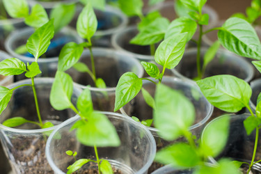 Similar image 11276516