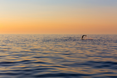 Similar image 11278496