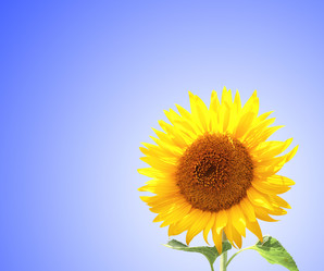 Similar image 11279062