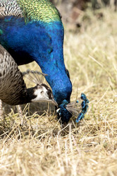 Similar image 11279213