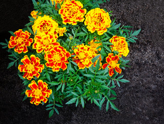 Similar image 11277777