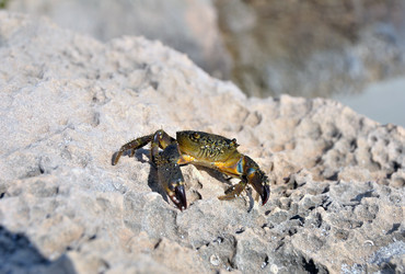 Similar image 11368754