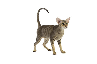 Similar image 11420339