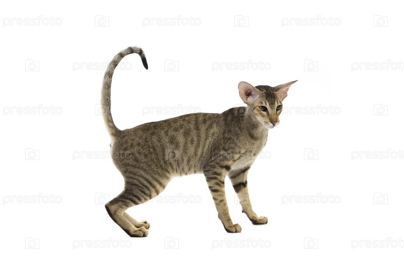 Породистая кошка