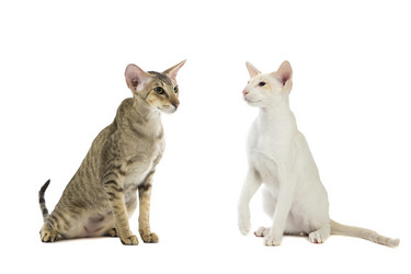 Similar image 11420366