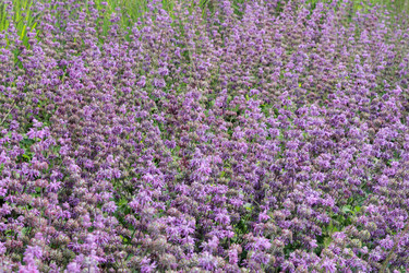 Similar image 11433287