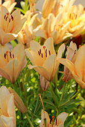 Similar image 11433369