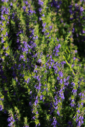 Similar image 11433491