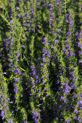 Similar image 11433492