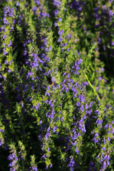 Similar image 11433506