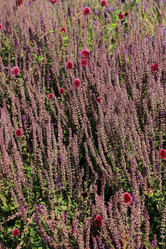 Similar image 11433511