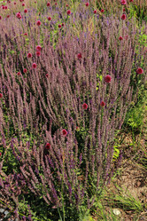 Similar image 11433512