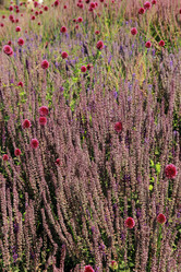 Similar image 11433526