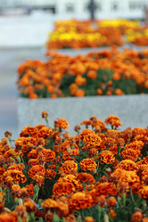 Similar image 11433638