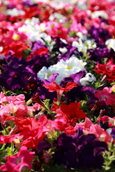 Similar image 11433646