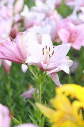 Similar image 11433651