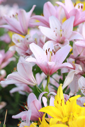 Similar image 11433652