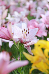 Similar image 11433653