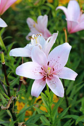 Similar image 11433671