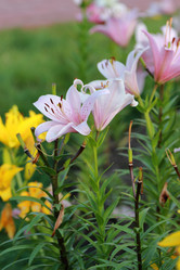 Similar image 11433688