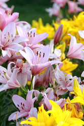 Similar image 11433689