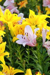 Similar image 11433693