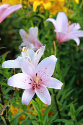 Similar image 11433705